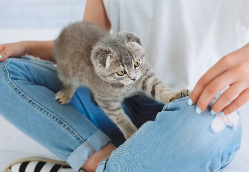 video camera for watching pets