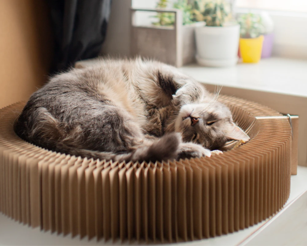 automatic pet feeder for two cats