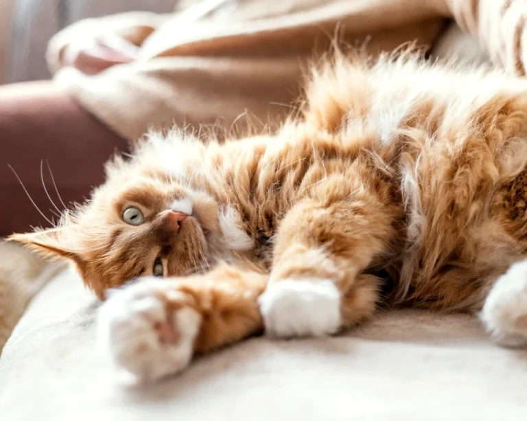 pet automatic feeder dispenser